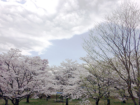 お花見にいってきました