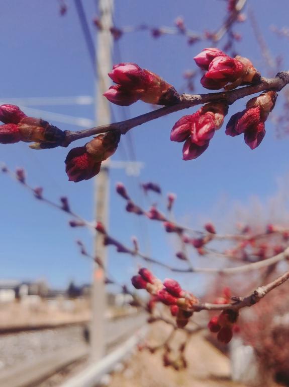 もう桜が満開