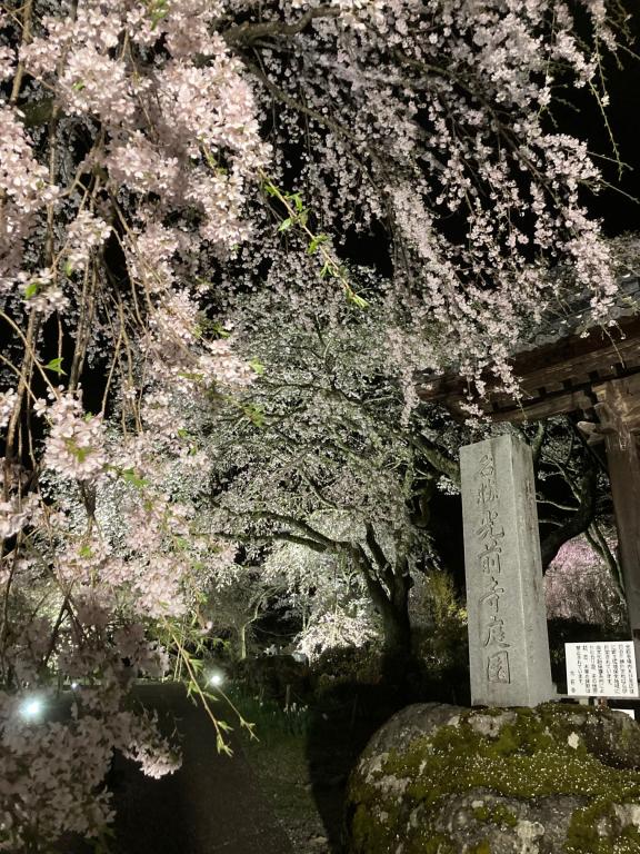 光前寺 しだれ桜と御開帳