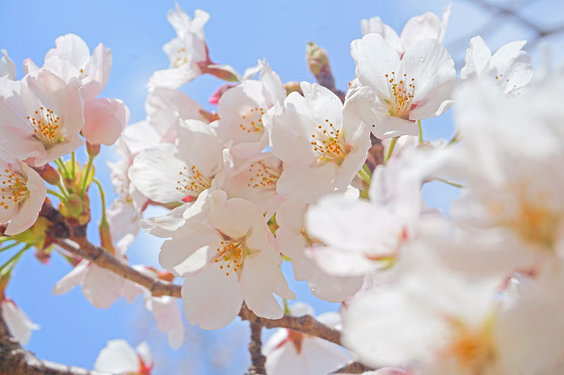 桜を見に行きました